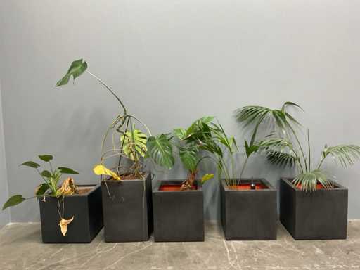 Plante cu ghivece (5x)