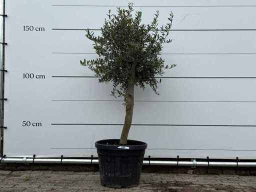 Olivenbaum Florida – Olea Europaea – ca. 25 Jahre alt – Höhe ca. 160 cm