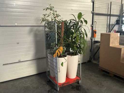 Flora Limburg Plant met pot  Ø40x76cm (4x)