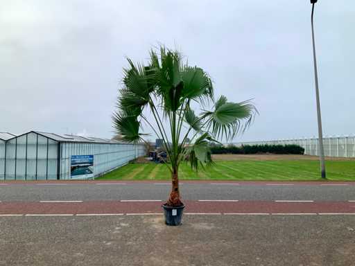 Palmboom (Washingtonia Robusta)