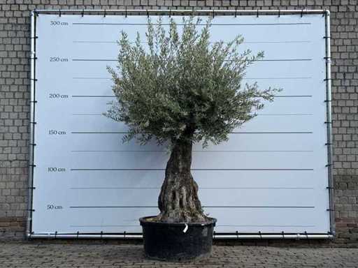 Olive tree Tortuga - Olea Europaea - approx. 50 years old - height approx. 260 cm