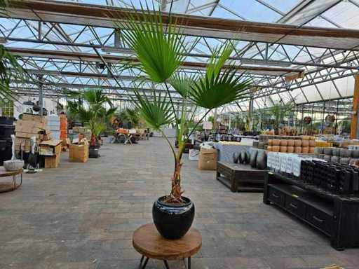 Magnificent Washingtonia Palm - 180cm - Hardy incl. Planter
