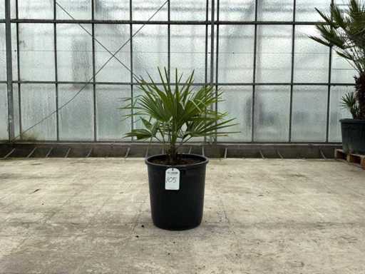 Palme (Trachycarpus fortunei)