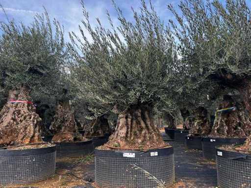  Olive tree in exemplary basket