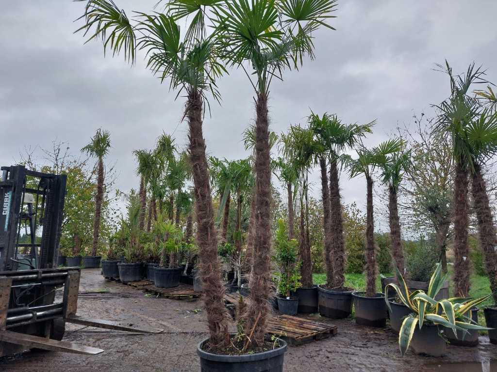 Hemp palm in pot (hardy)
