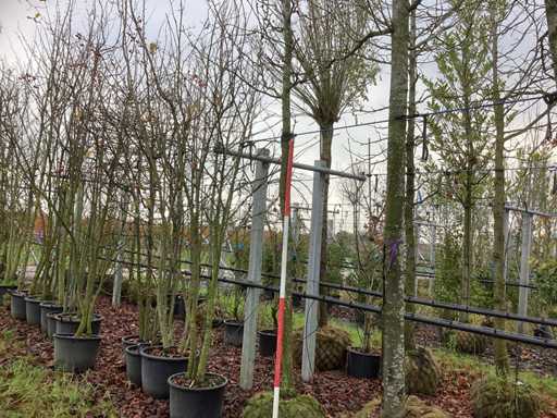 Măr ornamental - Pom fructifer / pom fructifer