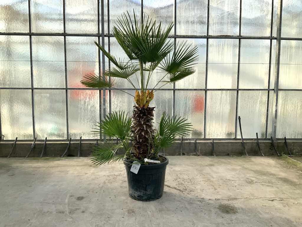 palm tree multi-stemmed (Chamaerops Humilis)