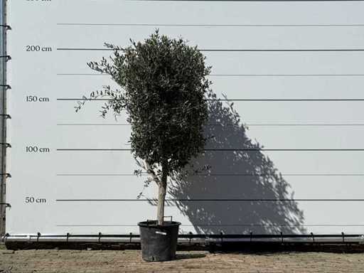 Olivenbaum Andalucia M – Olea Europaea – ca. 50 Jahre alt – Höhe ca. 200 cm