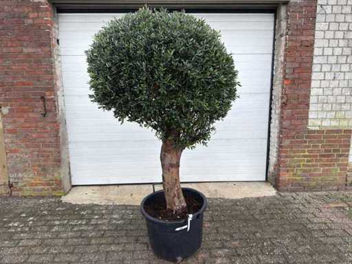 Olive Tree Round Ball L - Olea Europaea - Hauteur 170 cm
