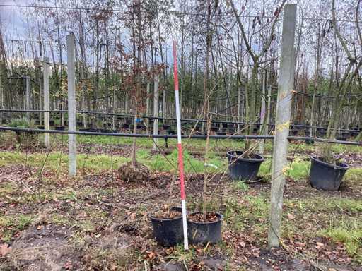 Arțar de câmp - Arbore topiar (2x)