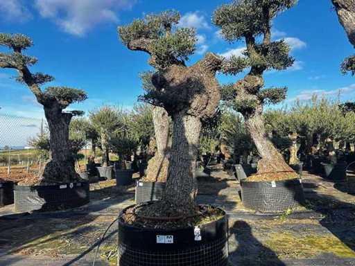 Jubiläums-Olivenbäume – Olea Europea Pom Pom Secolare