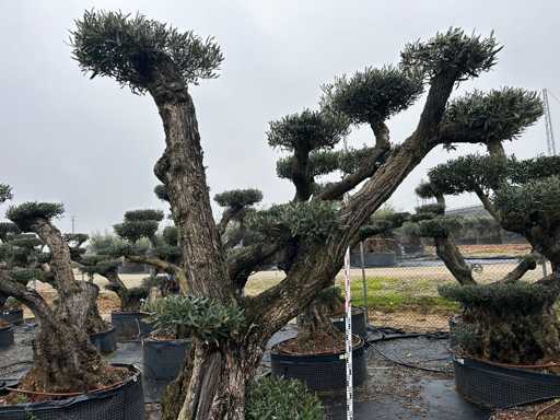 Olivenbaum – Olea Europea Pom Pom Secolare 