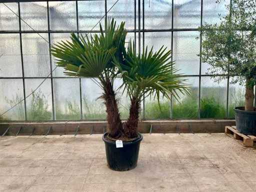 Palmboom dubbelstam (Trachycarpus Fortunei)