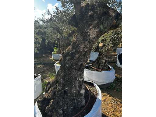  OLEA EUROPEA SECOLARE  