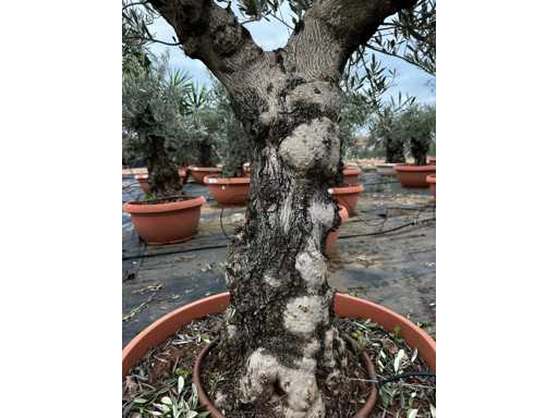  OLEA EUROPEA TARRINA 