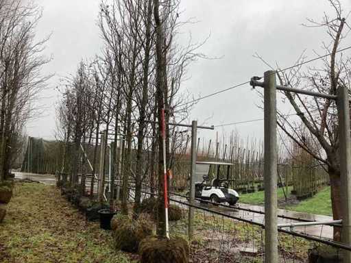 Buk żółty kolumnowy – drzewo ozdobne