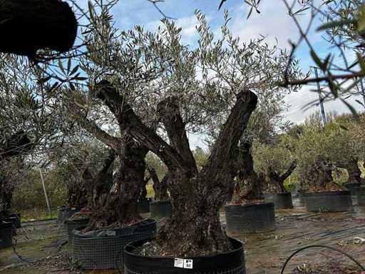 Centuries-old olive tree in basket