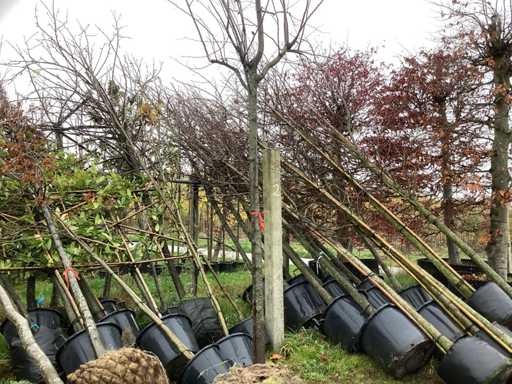 Czerwona ozdobna ?liwka wi?niowa – drzewo ozdobne