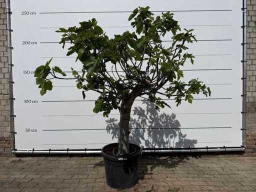 Fig tree standard XL - Ficus Carica - height approx. 200 cm