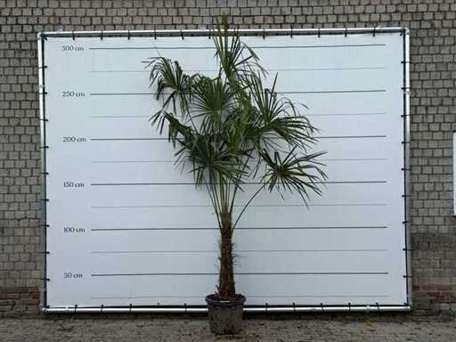 Palma a ventaglio cinese - Trachycarpus Fortunei - tronco 60-80 cm - altezza circa 280 cm