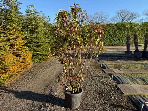 Photinia Red Robin - Mexican medlar multi-stem 200cm