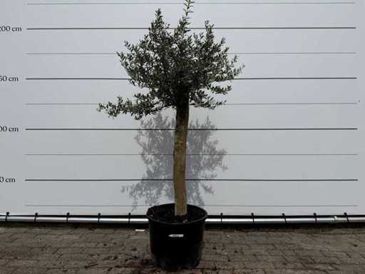 Olivenbaum Florida – Olea Europaea – Höhe ca. 170 cm