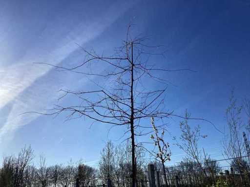 Stejar de mlaștină - Copaci topiari