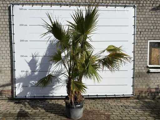 Mexican fan palm multi-stemmed - Washingtonia Robusta - height approx. 250 cm 