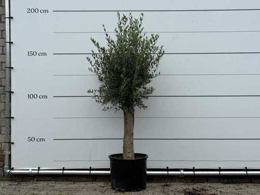 Măslinul Florida - Olea Europaea - aproximativ 25 de ani - înălțime aprox. 170 cm