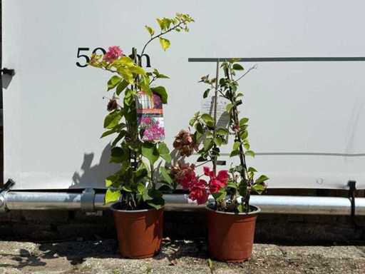 2x Bougainvillea-Pyramidenmischung – Bougainvillea-Pyramidenmischung – Höhe ca. 50 cm