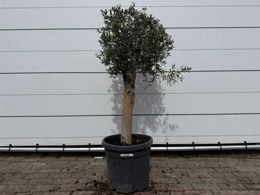 Olivo Florida - Olea Europaea - altezza circa 170 cm