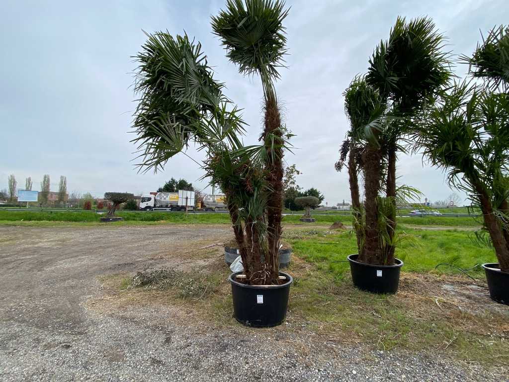Exemplaar palmboom TRACHYCARPUS triple in pot