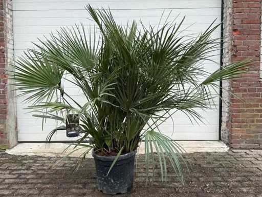 Europese dwergpalm M - Chamaerops Humilis - hoogte ca. 150 cm