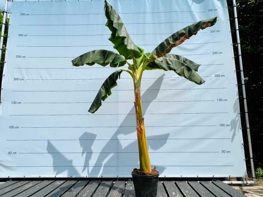 bananenboom musa basjoo 230cm