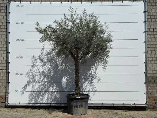 Olive tree Granoli Hojiblanca - Olea Europaea - approx. 60 years old - height approx. 250 cm