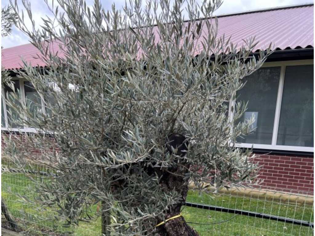 olijfboom. stamomvang 120 - 140 cm. 
