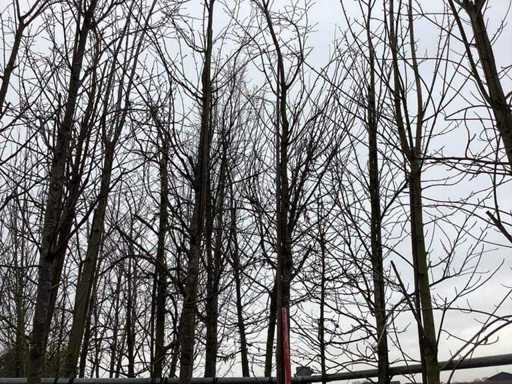 Sargent's kers - Vormboom