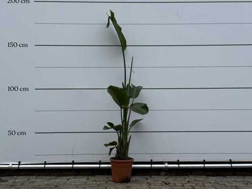 Bird of paradise plant M - Strelitzia Augusta - height approx. 175 cm