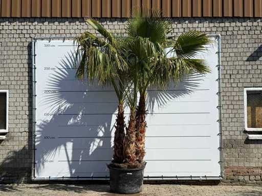 Mexican fan palm multi-stemmed - Washingtonia Robusta - height approx. 290 cm
