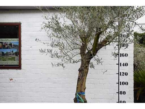 olive old skin - Olive tree