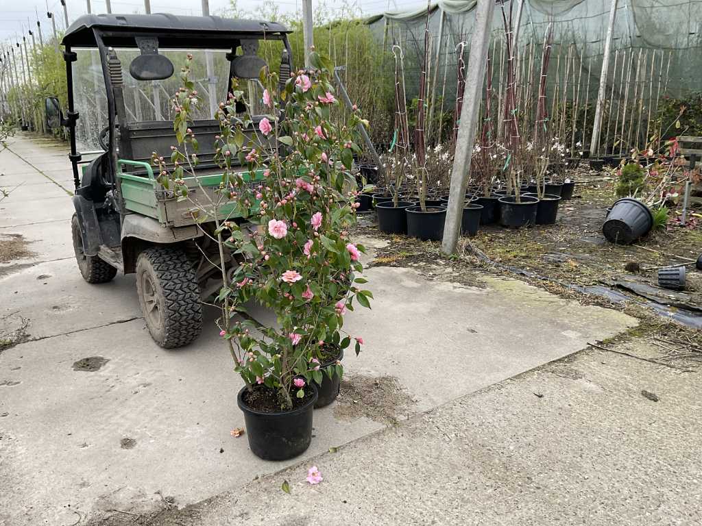 camellia bush pink (1x)