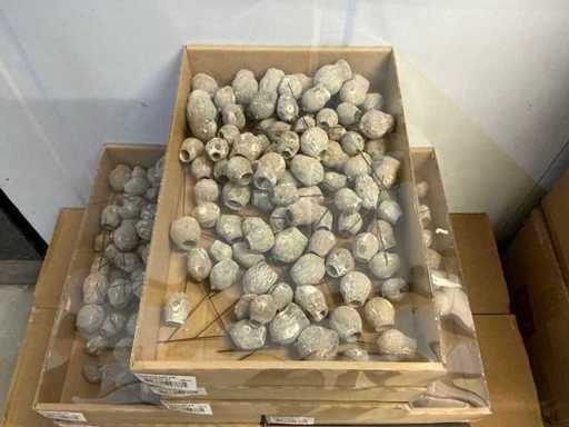 Partij Eucalyptus bells o/dr. Stone washed wit (2100x)