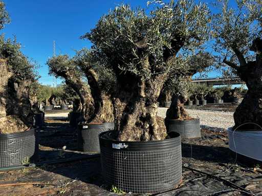 Olive tree in basket Specimen
