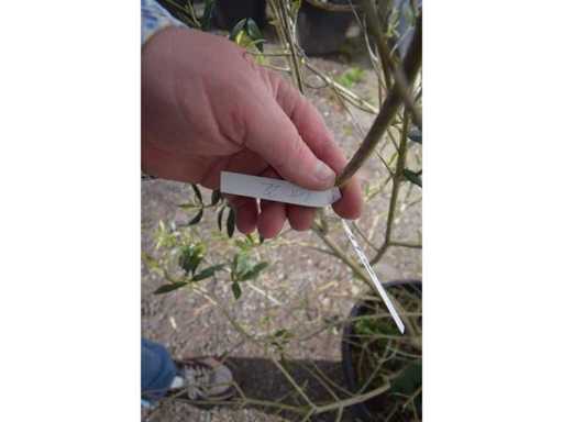 olijfstruik - Olive tree