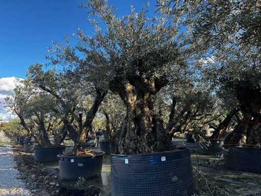  Olijfboom in een voorbeeldige mand