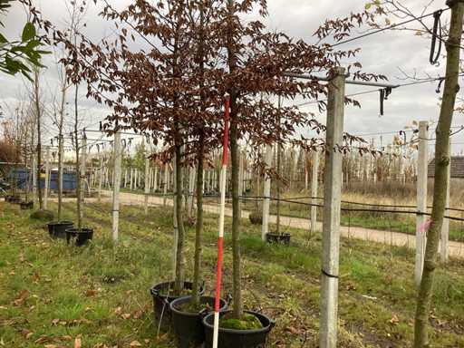 Grab – drzewo topiary (3x)