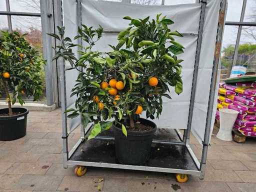 Prächtiger Orangenbaum (Citrus sinensis) - 160 cm - Reich tragend