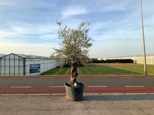 Olijfboom (Olea Europaea Lessini)