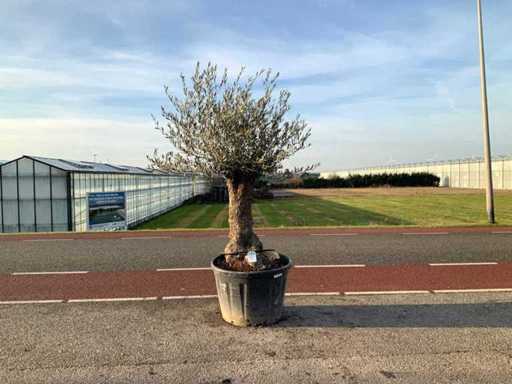 Olijfboom (Olea Europaea Lessini)