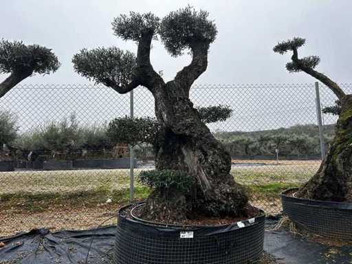 Jubiläums-Olivenbäume – Olea Europea Pom Pom Secolare